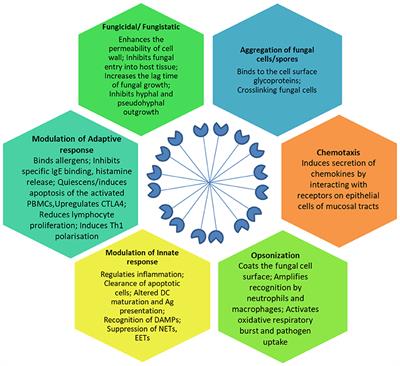 Surfactant Protein D Recognizes Multiple Fungal Ligands: A Key Step to Initiate and Intensify the Anti-fungal Host Defense